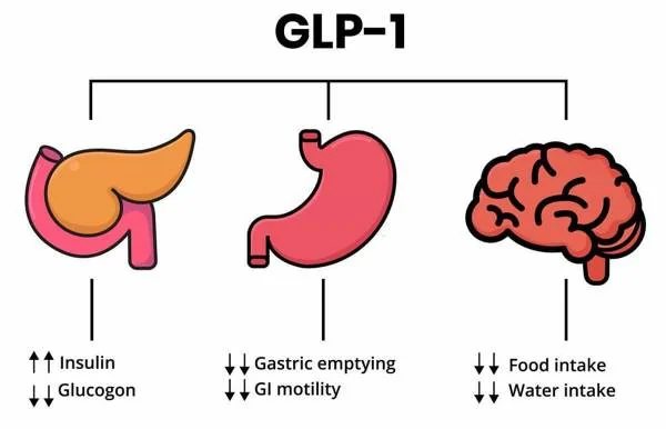GLP-1 – target organs: pancreas, stomach and brain (diagram)