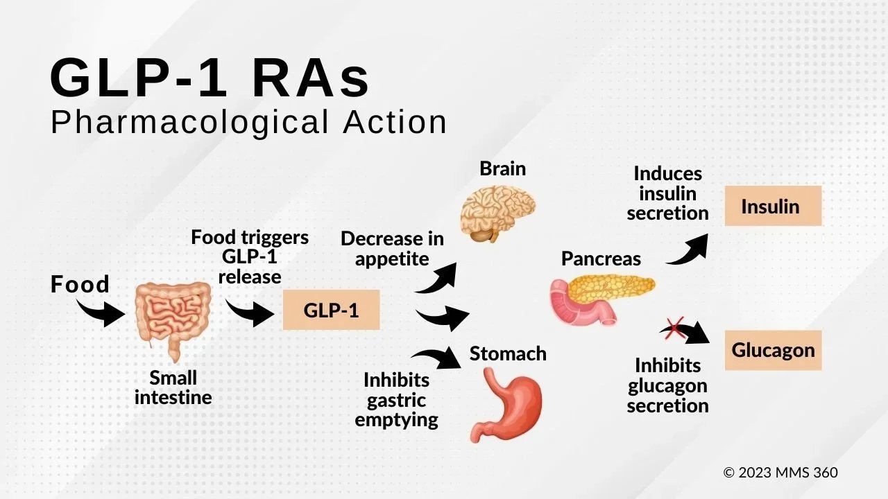 How GLP-1 receptor agonists act on the intestine, pancreas, stomach and brain (diagram)