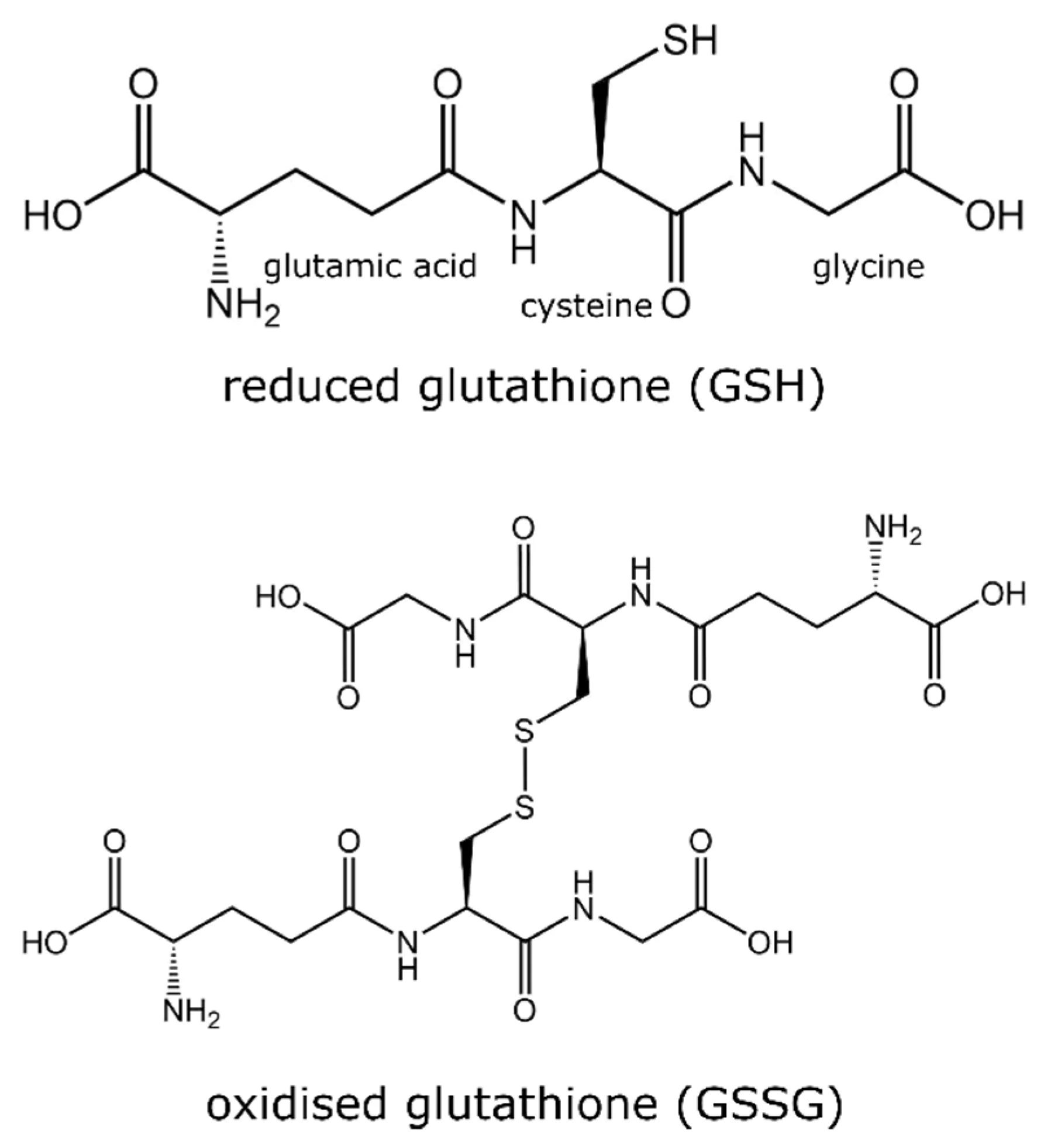 Structures of reduced glutathione (GSH) and oxidised glutathione (GSSG)