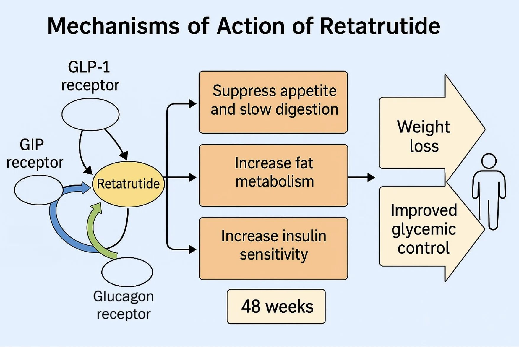 Retatrutide – agonism at the GLP-1, GIP and glucagon receptors (diagram)