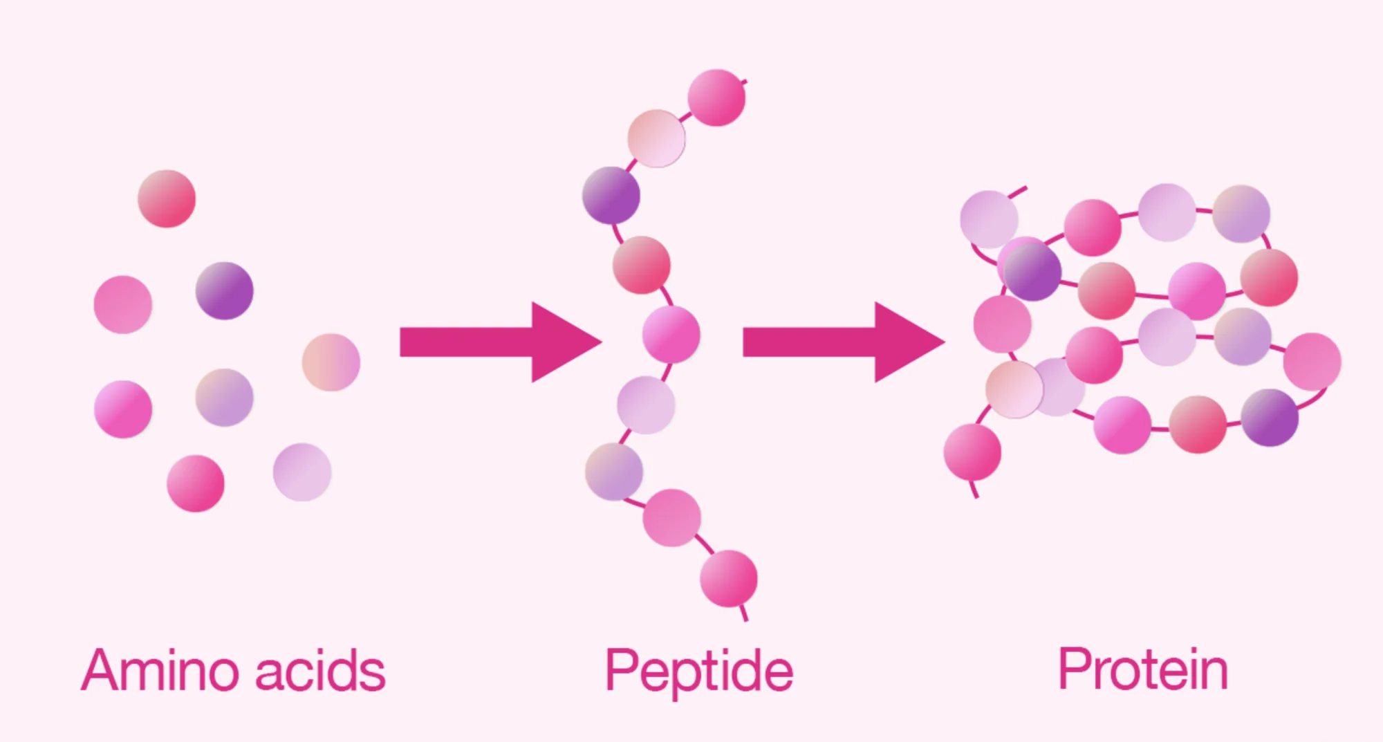 Amino acids, peptide and protein – chain length compared (diagram)