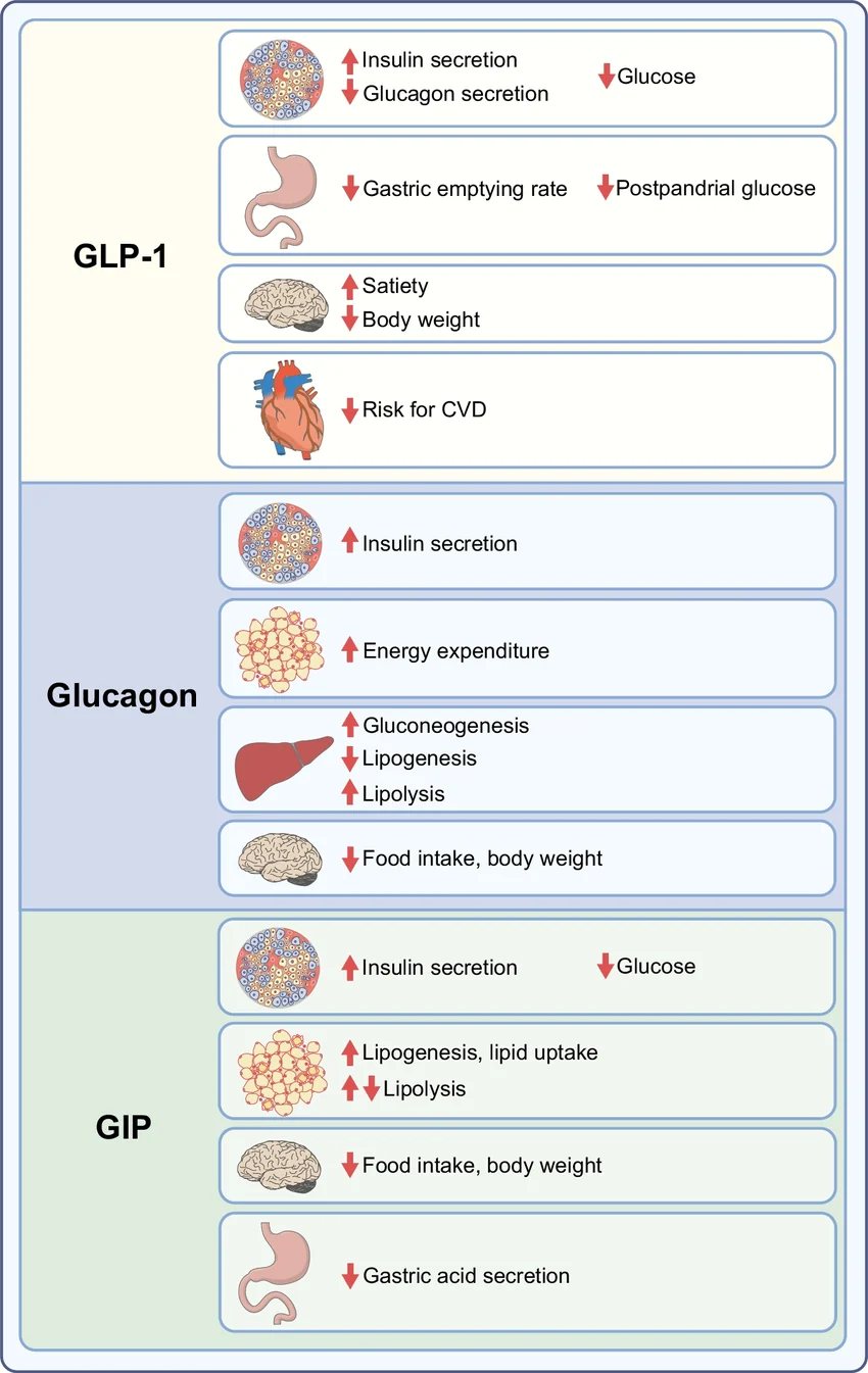 Mechanisms of GLP-1, glucagon and GIP receptor signalling by organ (diagram)